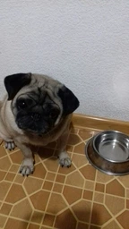Вологий корм для собак малих порід Purina One з яловичиною картоплею та морквою в підливці пауч 85 г 1 шт (8445290298287) фото від покупців 13