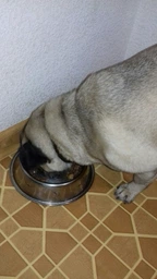 Вологий корм для собак малих порід Purina One з яловичиною картоплею та морквою в підливці пауч 85 г 1 шт (8445290298287) фото від покупців 7