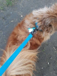 Поводок для собак водостойкий Collar WAUDOG Waterproof, S, Ш 15 мм, Дл 183 см (27355) фото от покупателей 12