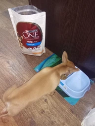 Сухий корм Purina One Mini/Small Junior для цуценят дрібних порід з куркою і рисом 800г.(7613035027022) фото від покупців 14