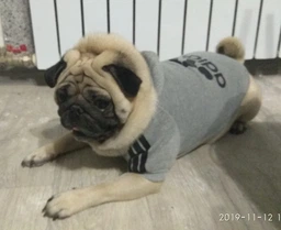 Толстовка для собак Adidog 5XL Рожевий фото від покупців 2