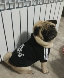 Толстовка для собак Adidog 5XL Рожевий фото від покупців 1