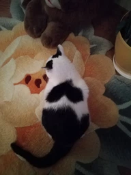 Сухий корм Brekkies Cat Urinary Care для кішок, профілактика сечокам'яної хвороби з куркою 1 кг (на вагу) фото від покупців 3