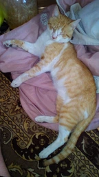 Вологий корм для кошенят Felix Fantastic Junior шматочки у желе курка 85 г (7613039832189) фото від покупців 15