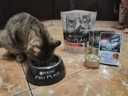 Сухий корм для котів Adult Renal Plus з куркою 1 кг Purina