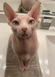 Консервований корм Purina Gourmet Паштет з індичкою 85 г (7613031380992)A