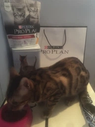 Сухий корм Purina Pro Plan Veterinary Diets Delicate з ягням для котів з чутливою шкірою 1.5 кг (7613035846685)