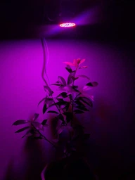 Фитолампа GreenHouse GR-8 з світильником-прищіпка фото від покупців 17