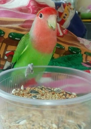 Корм для средних попугаев Versele-Laga Prestige Cockatiels зерновая смесь 1 кг (5410340218808) фото от покупателей 15