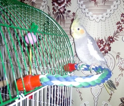 Trixie Канат - гойдалка для птахів , 37x16 см