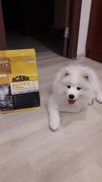 Сухой корм для щенков средних пород Acana Heritage Puppy Recipe 2кг фото от покупателей 6