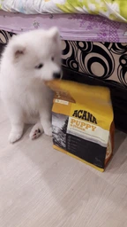 Сухой корм для щенков средних пород Acana Heritage Puppy Recipe 2кг фото от покупателей 5