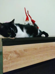 Влажный корм Felix для кошек (с курицей в желе) ТМ "Purina One" 85 г (90840) фото от покупателей 7