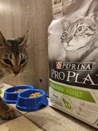 Сухий корм для кішок Purina Pro Plan Sterilised з кроликом 10 кг (7613033566486) фото від покупців 1