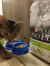 Сухий корм для кішок Purina Pro Plan Sterilised з кроликом 10 кг (7613033566486)