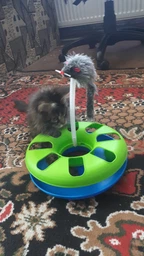 Іграшка для котів Trixie Трек ігровий з мишкою «Crazy Circle» d:24 см, h:29 см