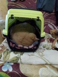 Переноска MP Bergamo Gipsy 1 small пластиковая дверца 46x31x32h см Light Green (8058093276484)