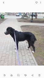 Намордник пластиковый Trixie 17607 для бернского зенненхунда XL 35 см (4011905176079) фото от покупателей 1