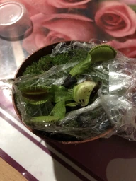 Росток венериной мухоловки. Дионея Floret фото от покупателей 2