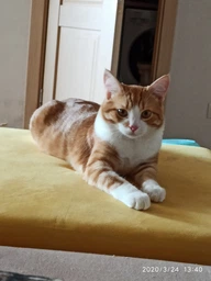 Сухий корм для кішок Purina Pro Plan Sterilised з кроликом 10 кг (7613033566486)