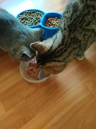 Упаковка влажного корма для кошек Леопольд Готовый обед в соусе с мясом птицы и креветками с овощами 24 шт по 100 г (4820185491822-24) фото от покупателей 4