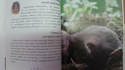 Мамы и малыши - Цеханская А.Ф.,Стрелков Д.Г. (на русском языке) (9786176951018)