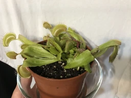 Растение хищник Венерина Мухоловка AlienPlants B52 Dionaea muscipula B52 размер L (SUN0001CP) фото от покупателей 19
