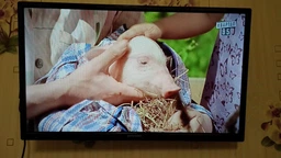 ТБ MYSTERY TV MTV-2450HST2