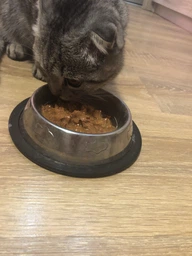 Упаковка влажного корма для котят Purina One Junior с лососем и морковью 26х85 г (7613287901965) фото от покупателей 1