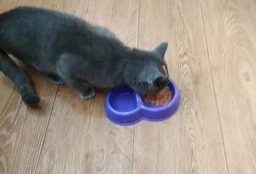 Упаковка влажного корма для котят Purina One Junior с лососем и морковью 26х85 г (7613287901965) фото от покупателей 1