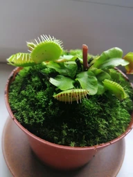 Росток венериной мухоловки. Дионея Floret