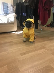 Куртка-дощовик Noble Pet Moss Yellow XL (M4108/XL) фото від покупців 2