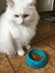 Сухой корм для взрослых стерилизованных кошек Purina One Sterilcat с говядиной 1.4 кг (8445291792401) фото от покупателей 19