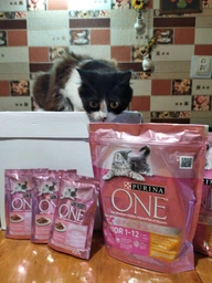 Упаковка влажного корма для котят Purina One Junior с лососем и морковью 26х85 г (7613287901965)