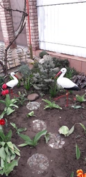 Садова фігура Сім'я садових лелек керамічних №44 на металевих лапах