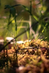 Canon EF 50mm f/1.8 STM фото от покупателей 2