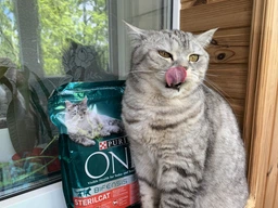 Сухой корм для взрослых стерилизованных кошек Purina One Sterilcat с говядиной 1.4 кг (8445291792401) фото от покупателей 11