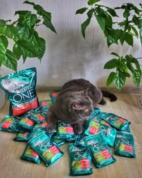 Сухой корм для взрослых стерилизованных кошек Purina One Sterilcat с говядиной 1.4 кг (8445291792401) фото от покупателей 10