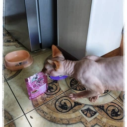 Упаковка влажного корма для котят Purina One Junior с лососем и морковью 26х85 г (7613287901965)