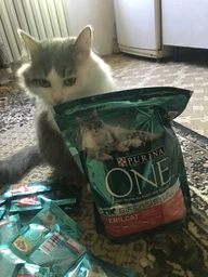 Сухой корм для взрослых стерилизованных кошек Purina One Sterilcat с говядиной 1.4 кг (8445291792401) фото от покупателей 7
