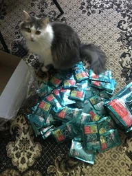Вологий корм PURINA ONE Sterilcat для стерилізованих кішок з індичкою та зеленою квасолею 48шт*85г фото від покупців 16