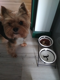 Подставка с мисками из керамики для собак Trixie Eat on Feet 250 мл (4011905246406) фото от покупателей 5