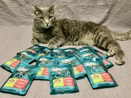 Сухой корм для взрослых стерилизованных кошек Purina One Sterilcat с говядиной 1.4 кг (8445291792401) фото от покупателей 3