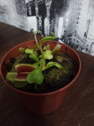Росток венериной мухоловки. Дионея Floret
