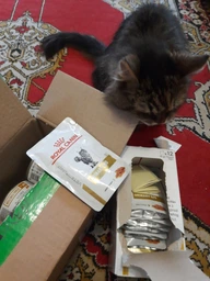 Влажный корм для кошек Royal Canin Veterinary Health Renal Cat Beef (Кусочки В Соусе) 85 г фото от покупателей 4