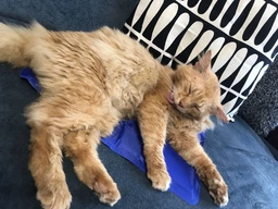 Коврик для собак и кошек Trixie охлаждающий 65х50 см Голубой (4011905286846) фото от покупателей 1