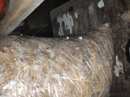 Мицелий Вешенки обыкновенной серой, Pleurotus sajor-caju 100 г фото от покупателей 6