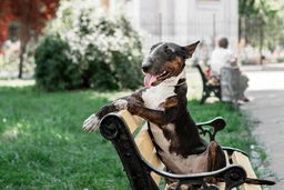 Сухий корм з ягням Purina Dog Chow Пуріна Дог Чао для дорослих собак 2,5 кг (7613034485946) фото від покупців 4