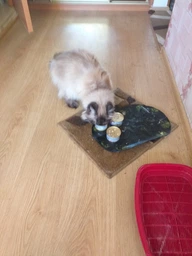Влажный корм для кошек Purina Gourmet Gold Кусочки в соусе с лососем и курицей 85 г (7613032618674) фото от покупателей 3