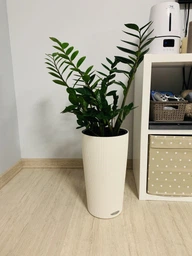 Вазон Lechuza Cilindro Color 32 Бежевий